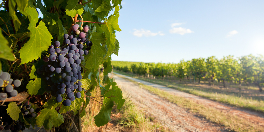 winery-banner.jpg